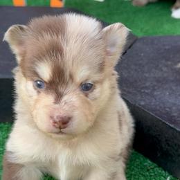 Chandler - Merle male Pomsky puppy in Spring Hill, Florida from PDQ Pomskies