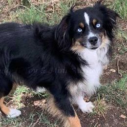 Miniature Australian Shepherds and Toy Australian Shepherds from Flying H Toy and Mini Aussies