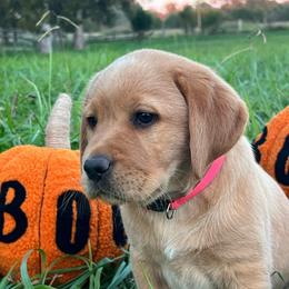 Pink Collar - Girl - Yellow female Labrador Retriever puppy in Beaverdam, Virginia from Gold Heart Labradors