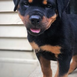 Rottweiler Puppies from Alpha Co. Rottweilers