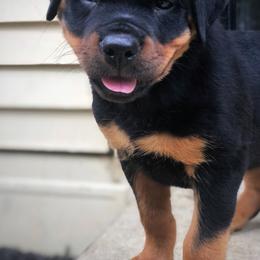 Rottweiler Puppies from Alpha Co. Rottweilers