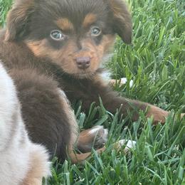 Girl 1 - Red tri female Miniature Australian Shepherd puppy in Amarillo, Texas from Duclops Ranch Aussies