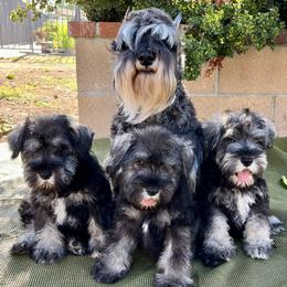 Giant Schnauzer and Miniature Schnauzer Puppies from My Angel Schnauzers