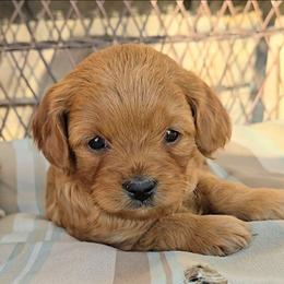 Trixy - Red female Cavapoo puppy in Blackfoot, Idaho from Rocky Desert Goldens and Cavaliers