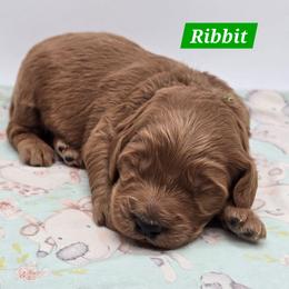 Ribbit - Red  male Goldendoodle puppy in Neillsville, Wisconsin from Granton Creek