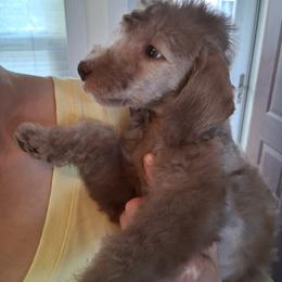 Bedlington Terrier Puppies from RYAS Bedlington Terriers Kennel