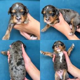 Pamela - Tri-color female Bernedoodle puppy in Yuciapa, California from AlltheDoodlez_