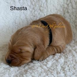 Shasta - Golden male Golden Retriever puppy in La Verne, California from 4LoveofGoldens