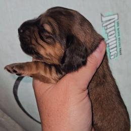 G3 - Sable female Dachshund puppy in Lansing, Michigan from Black Thunder 517 Dachshunds and frenchies