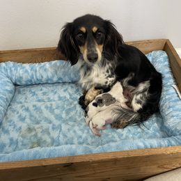 Belle - Dachshund