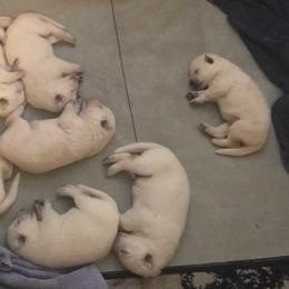 German Shepherd Puppies from Patterson Polar Bears