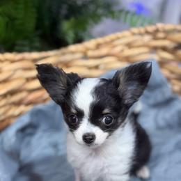 Tot - Black and white male Chihuahua puppy in Haines City, Florida from Camic Cockapoos