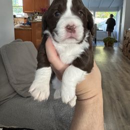 Miss Yellow - Liver and white female English Springer Spaniel puppy in Pembroke Pines, Florida from Divine Springers and Borbon Frenchies