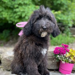 Camille - Black female Goldendoodle puppy in Lisbon, Ohio from Willow Lane Doodles