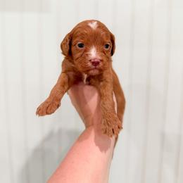 Boots - Red male Cavapoo puppy in Colcord, Oklahoma from Copper Lane Aussies, Doodles & Cavapoos