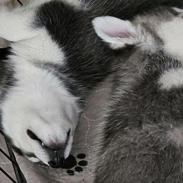 Pomsky Puppies from Peoria Pomskies