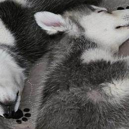 Pomsky Puppies from Peoria Pomskies