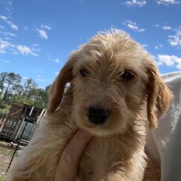 Labradoodle and Poodle Puppies from Hades Flame Kennel