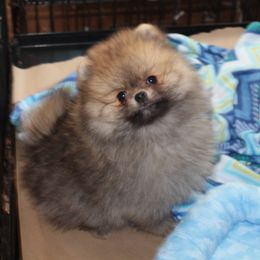 Pomeranian All Grown Up from Royal Tee Poms