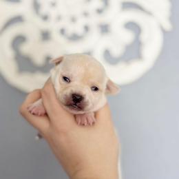 Chihuahua Puppies from Cloud9 Chihuahuas