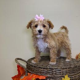 Biscuit - Apricot female Goldendoodle puppy in Woodburn, Indiana from Lengachers Cuddly Doods