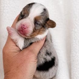 Riley - Blue male Pembroke Welsh Corgi puppy in Beggs, Oklahoma from Blue Diamond Corgi’s