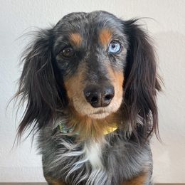 Boris - Dachshund