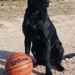 Gump - Labrador Retriever