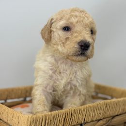 Banana cream - White male Sheepadoodle puppy in Greeneville, Tennessee from Smokey Mountain Sheepadoodles
