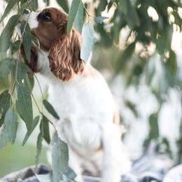 Cavalier King Charles Spaniel Puppies from Tsarevich Goldens and Cavaliers