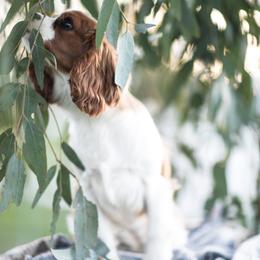 Cavalier King Charles Spaniel Puppies from Tsarevich Goldens and Cavaliers