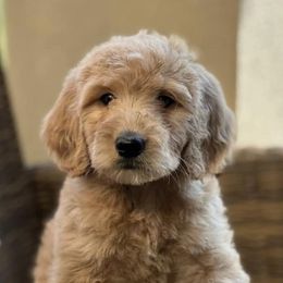 Goldendoodles from Mountainwest Goldendoodles