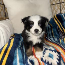 Diesel - Black tri male Miniature Australian Shepherd puppy in Angleton, Texas from 4LH Australian shepherds