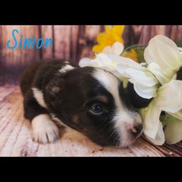 Simon - Black tri male Miniature Australian Shepherd puppy in Macomb, Missouri from Faunus Farms and Aussies