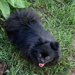 Molly - Pomeranian