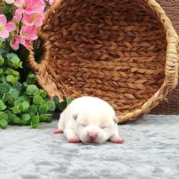 Bently - Cream male Shiba Inu puppy in Clayton, Illinois from Adorable-Puppies
