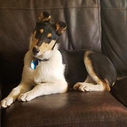 Collie Puppies from Qualteri Collies