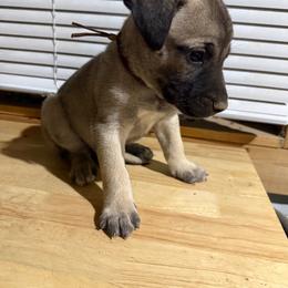 Brown - Yellow male Black Mouth Cur puppy in Warsaw, Missouri from Heritage Cow Dogs