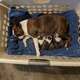 Girl 2 - Black brindle and white female Boston Terrier puppy in Storm Lake, Iowa from Deja-Vu Bostons