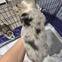 American Corgi Puppies from Whitecreek Corgis of Columbus, IN