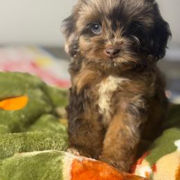 Zola - Merle female Cockapoo puppy in Palmdale, California from Pucci Pawfect