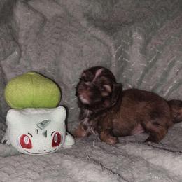 Tigger dobie - Chocolate male Shih Tzu puppy in Arcadia, Florida from Kitsune Cuddles and kisses