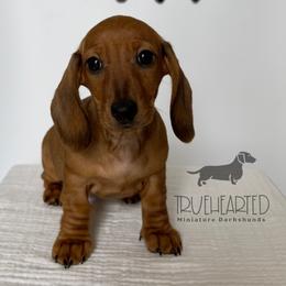 Ophelia - Red female Dachshund puppy in Royse City, Texas from Truehearted Miniature Dachshunds