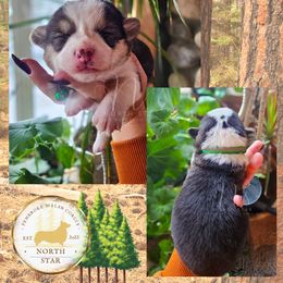 Ponderosa - Fawn female Pembroke Welsh Corgi puppy in Fortine, Montana from North Star Pembroke Welsh Corgi's