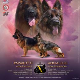 Jade vom Sturmjäger - Black and red female German Shepherd puppy in Winchester, Kentucky from Vom Sturmjäger