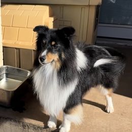Jetta - Shetland Sheepdog