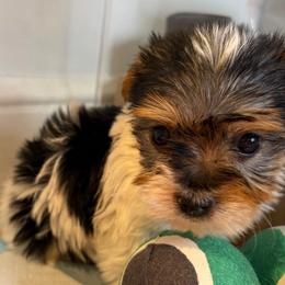 Gizmo - Parti male Yorkshire Terrier puppy in Illinois from Pretty Little Yorkies