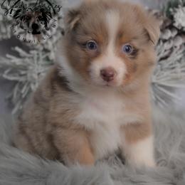 Zayani - Red merle female Australian Shepherd puppy in Fultonville, New York from Sandy Aussies & Pomeranians