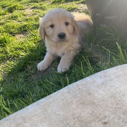 Golden Retriever Puppies from Rainy Day Goldens