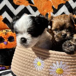 Shih Tzus from Adam Eve Pups CT
